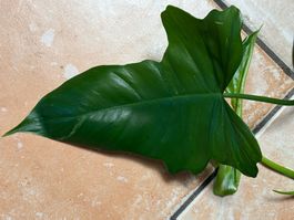 Philodendron bipennifolium - Geigenblatt-Philodendron