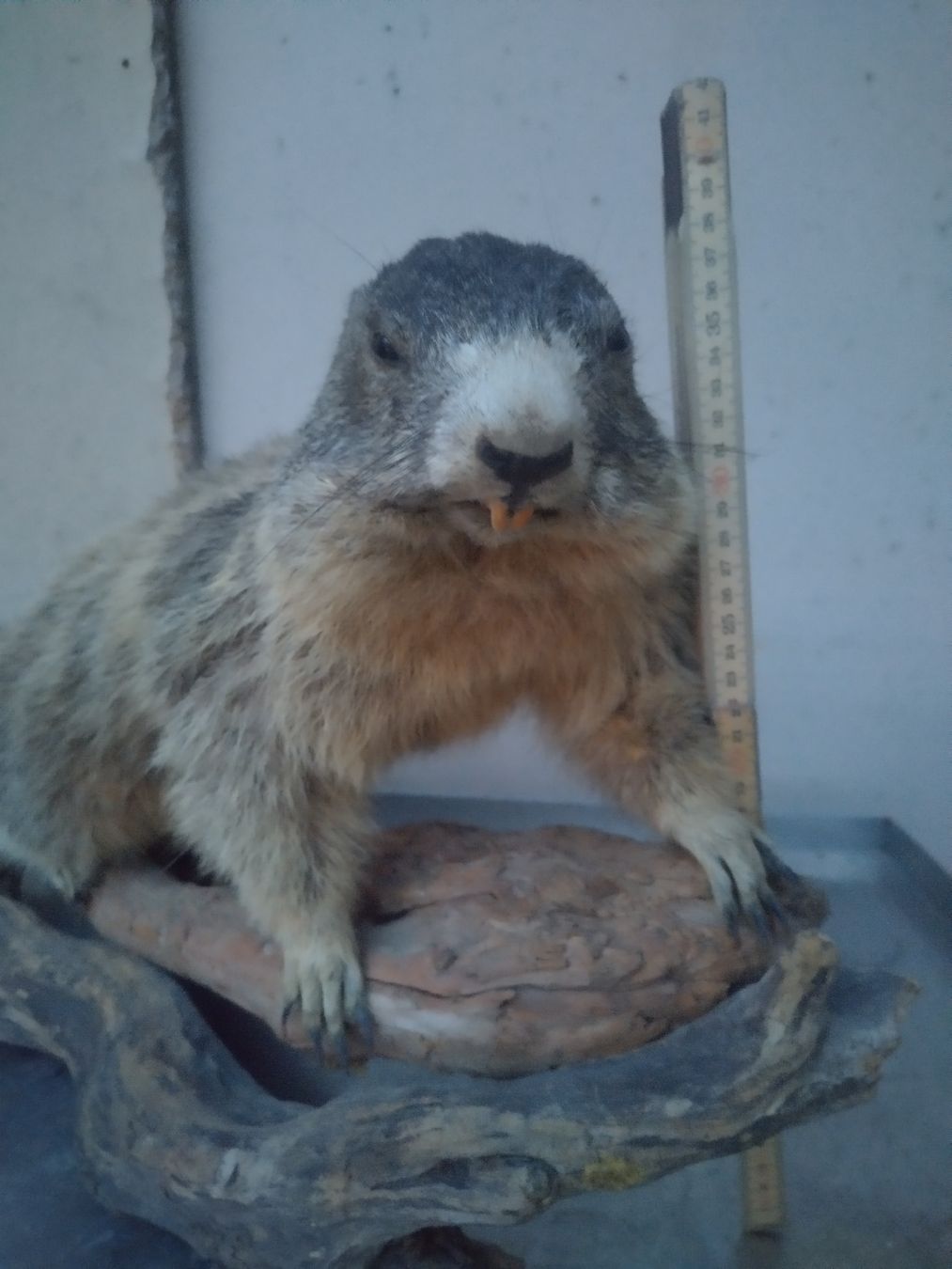 Il mondo degli animali: Murmeltier Präparat, Tierpräparation, Winterdeko. – Usato da Wettingen venduto da Bwalti 1