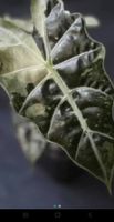 🤩Alocasia Amazonica Albo Variegata Rhizom