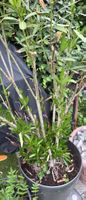 Oleander-Pflanze ohne Topf, Sommerblüher, pflegeleicht, fris