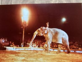Circus Knie Foto 1980