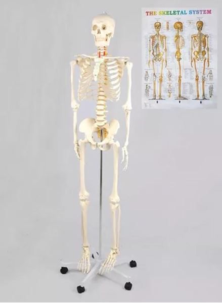 Kit di modellismo & Modellini statici: +Anatomie Modell Skelett – Nuovo e nell'imballaggio originale da Amriswil venduto da JaJa-Express