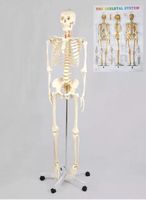 +Anatomie Modell Skelett