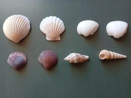 Muscheln 8 Stück verschiedene Sorten