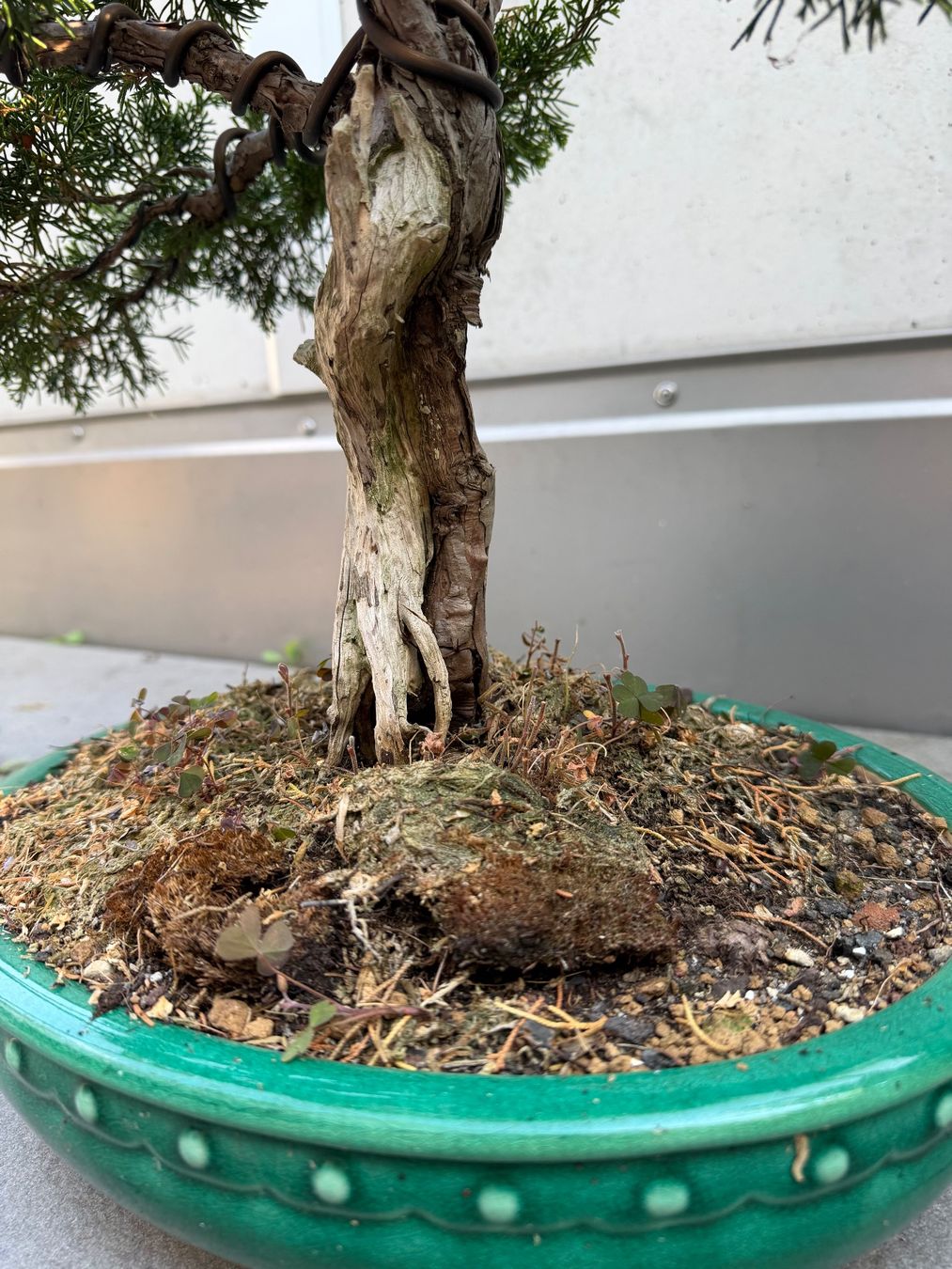 Pflanzen & Samen: Bonsai Chinesischer Wacholder – Gebraucht aus Ennetbaden von miboo 5