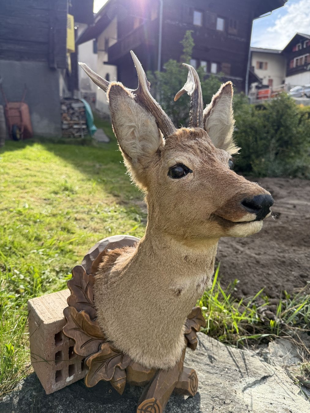 Il mondo degli animali: Trophée de chevreuil empaillé authentique - Déco chalet – Usato da Etagnières venduto da rom_w9zh 1