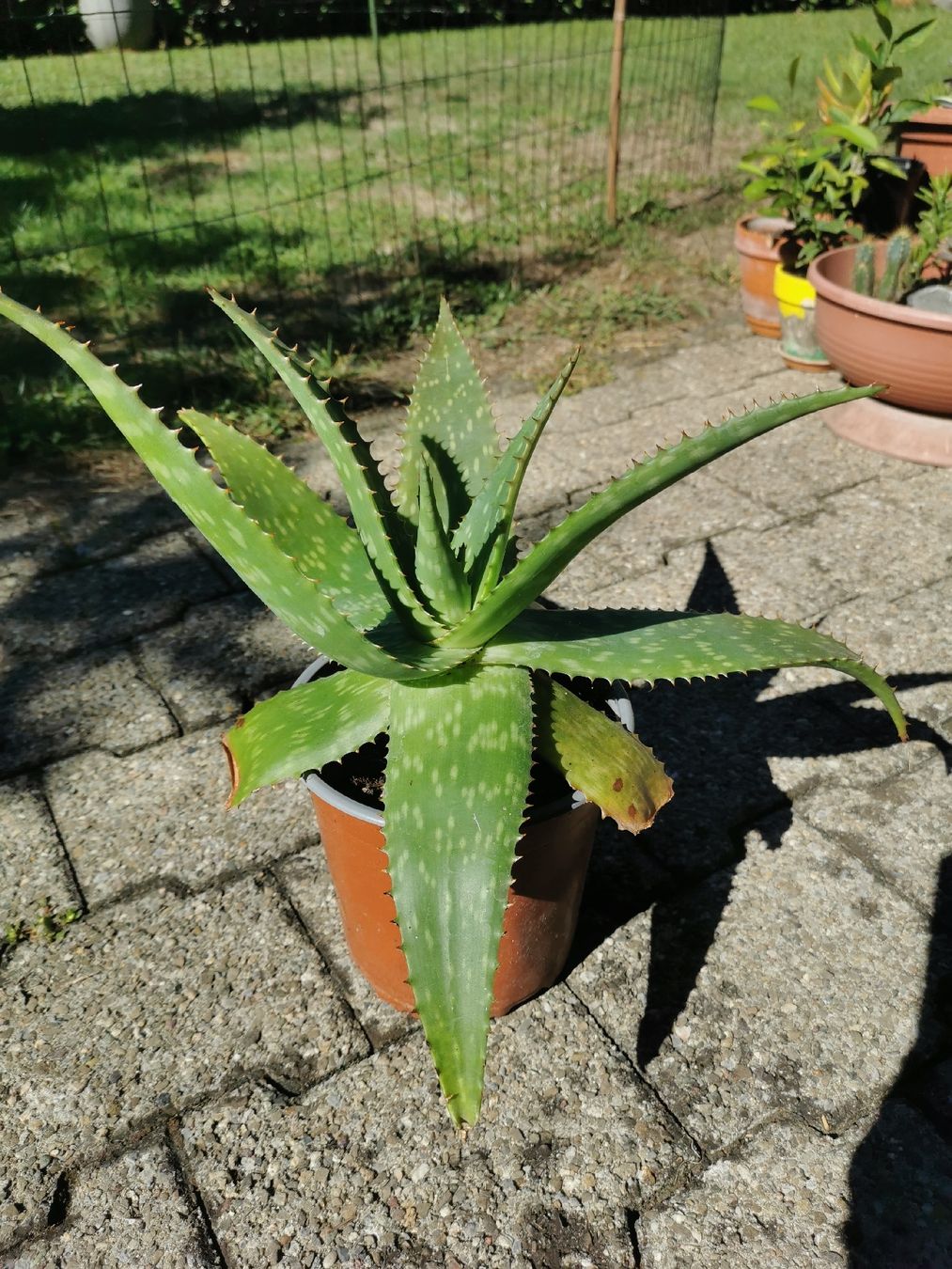 Pflanzen & Samen: Mehrjährige kräftige Aloe – Gebraucht aus Steinhausen von Alida22 1