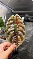 Alocasia Cuprea latte peach Offshot