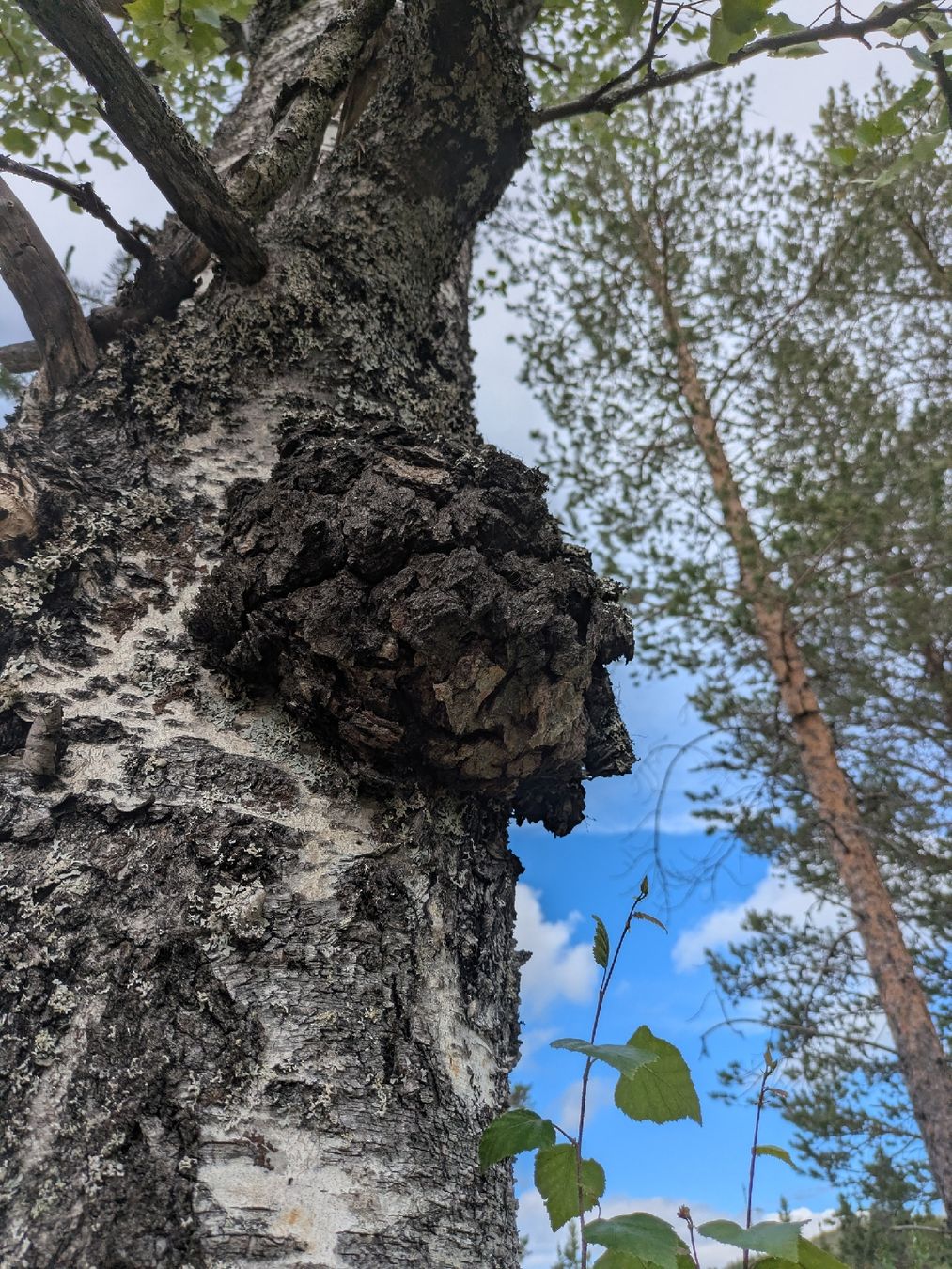 Cibi & Specialità: 200g Chaga Pilz Tee – Nuovo e nell'imballaggio originale da waldenburg venduto da vr161069 7