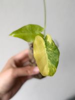 Alocasia Gageana Aurea