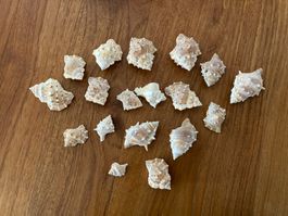 Lot 18 coquillages / Pack 18 Muscheln