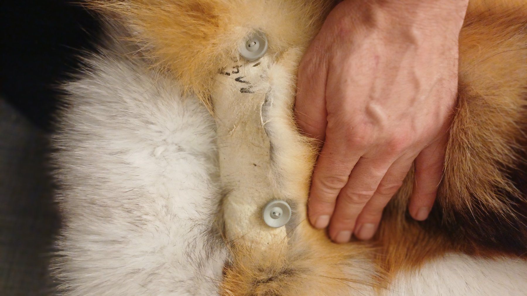 Welt der Tiere: Fuchsfell Kissenbezug Unikat!!! – Neu (gemäss Beschreibung) aus Neftenbach von QuiQuo 8