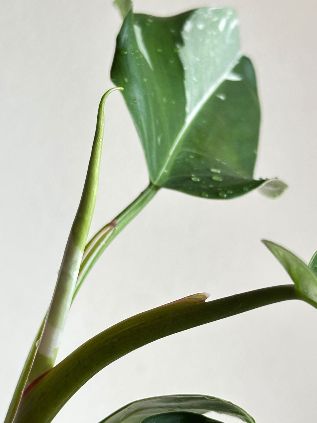 Piante & sementi: Philodendron White Princess 'Tricolor' bewurzelter Steckling – Usato da Zürich venduto da ong8 1