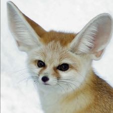 Profile image of RenArt01
