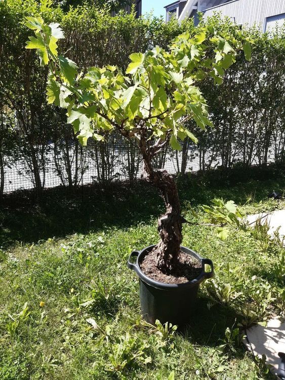 Bonsai Wein Weinstock Trauben Weintrauben Blumen Pflanze Kaufen auf