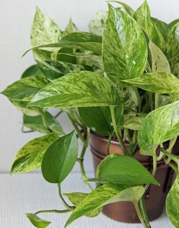 Pflanzen & Samen: Epipremnum pinnatum marble queen – Neu (gemäss Beschreibung) aus Winterthur von Aniger 7