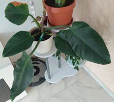 Philodendron (Baumfreund) Zimmerpflanze