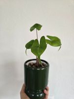 Stingray Alocasia (Elefantenohr)