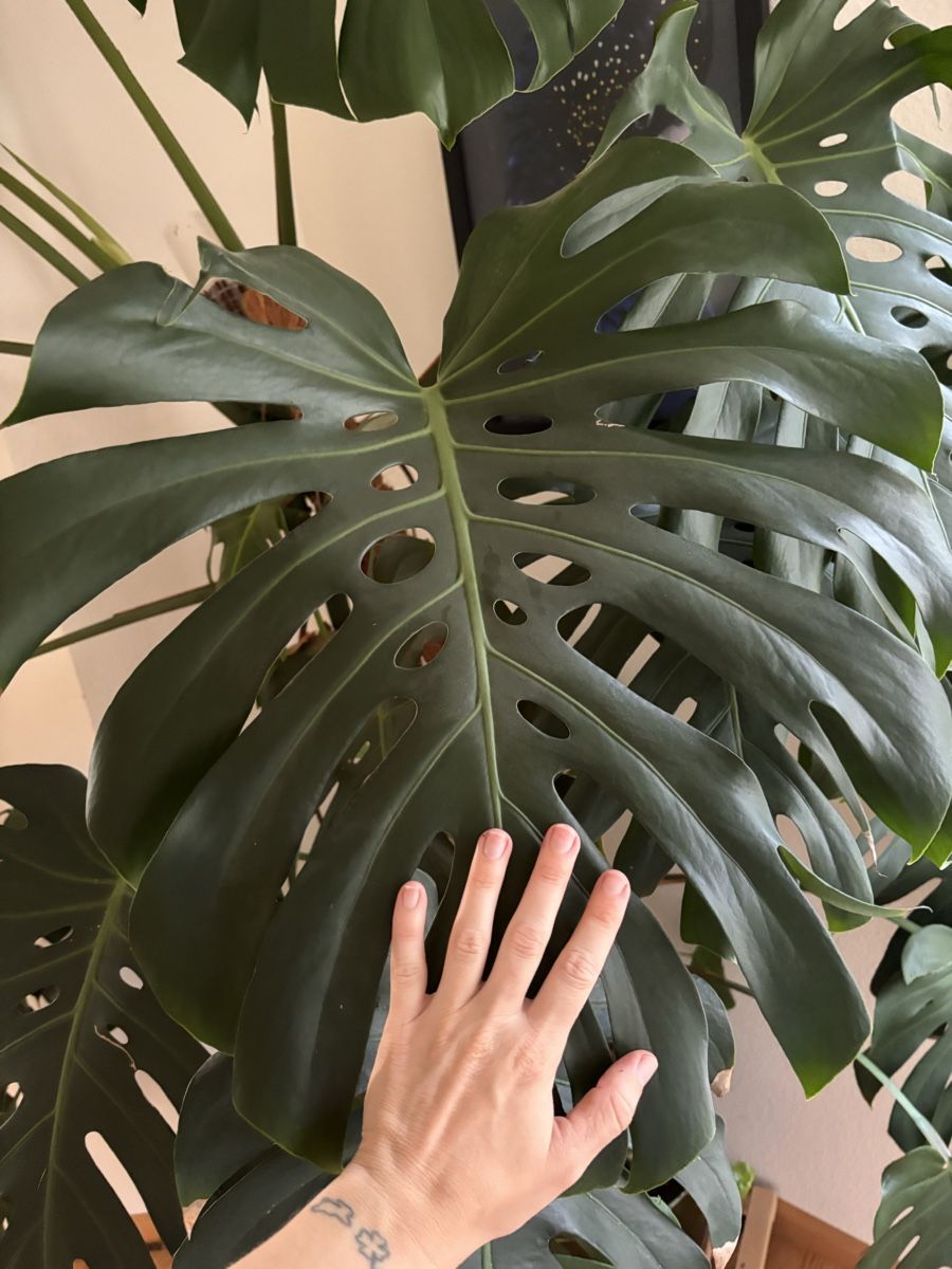 Pflanzen & Samen: Monstera deliciosa XXL – Neu und originalverpackt aus Binningen von ely_ys5d 2