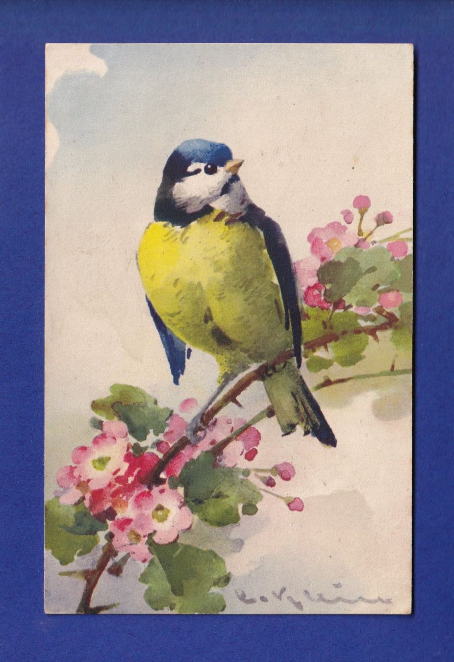 Cartes postales: OISEAU - Mésange par Klein – D'occasion à Pully par nicecards-shop
