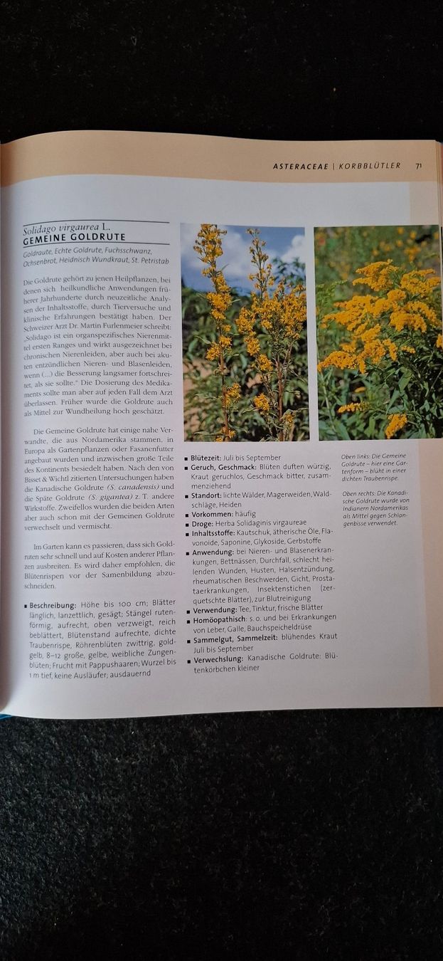 Libri: Heilpflanzen - Kräuter – Usato da Alosen venduto da Berggipfel 1