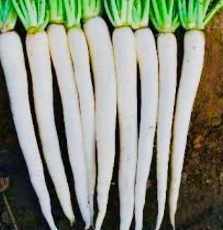 Pflanzen & Samen: 50 Samen Langer weißer Rettich "DAIKON" 50 Samen – Neu und originalverpackt aus Rovio von POSITIFFARTandPLANTS 4