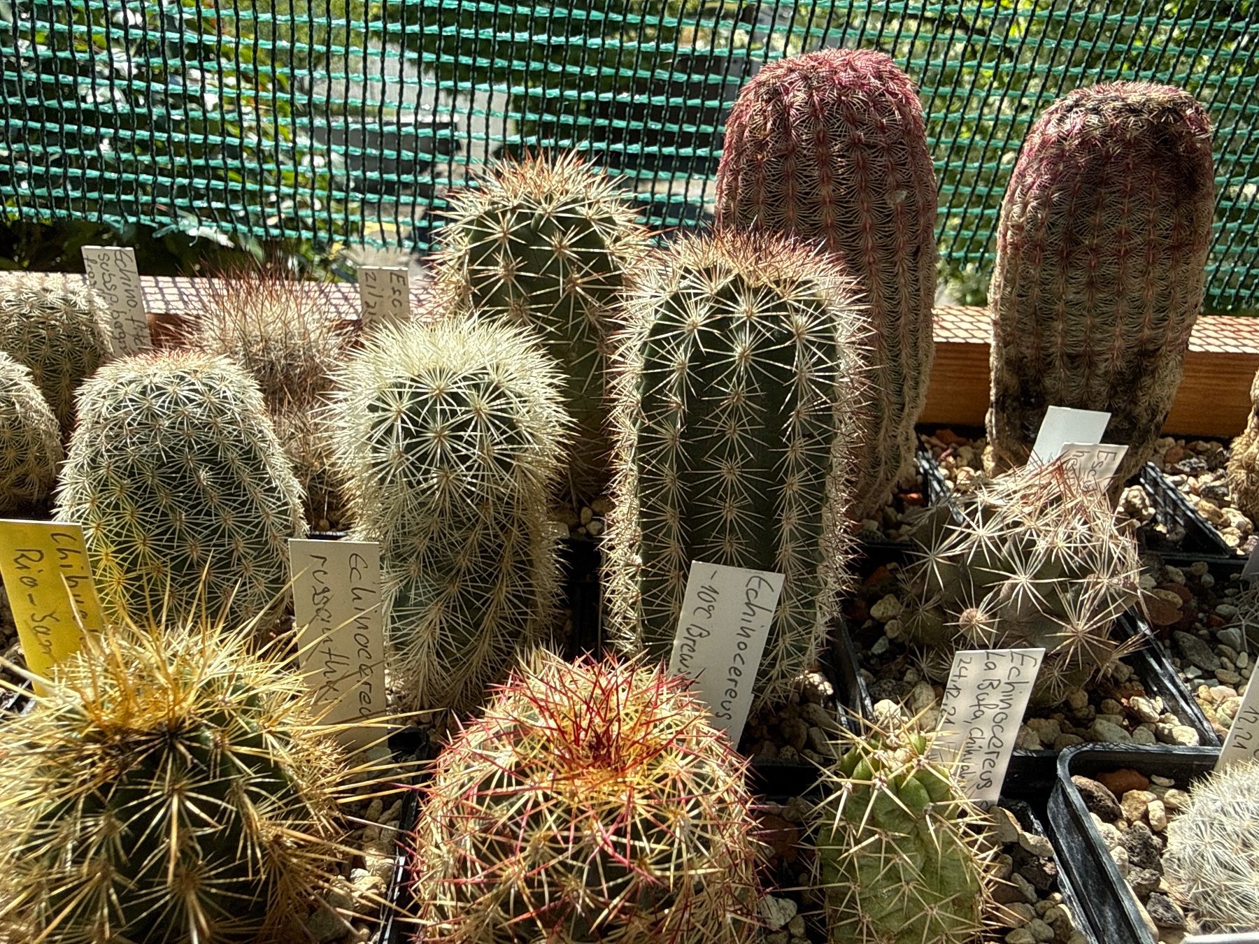 Piante & sementi: Echinocereus metornii – Usato da Rorbas venduto da SimS0n 2