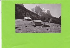 Rosenlaui-weidende Kühe
