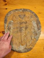 Grosser Trilobit Fossil – 40 × 35 cm