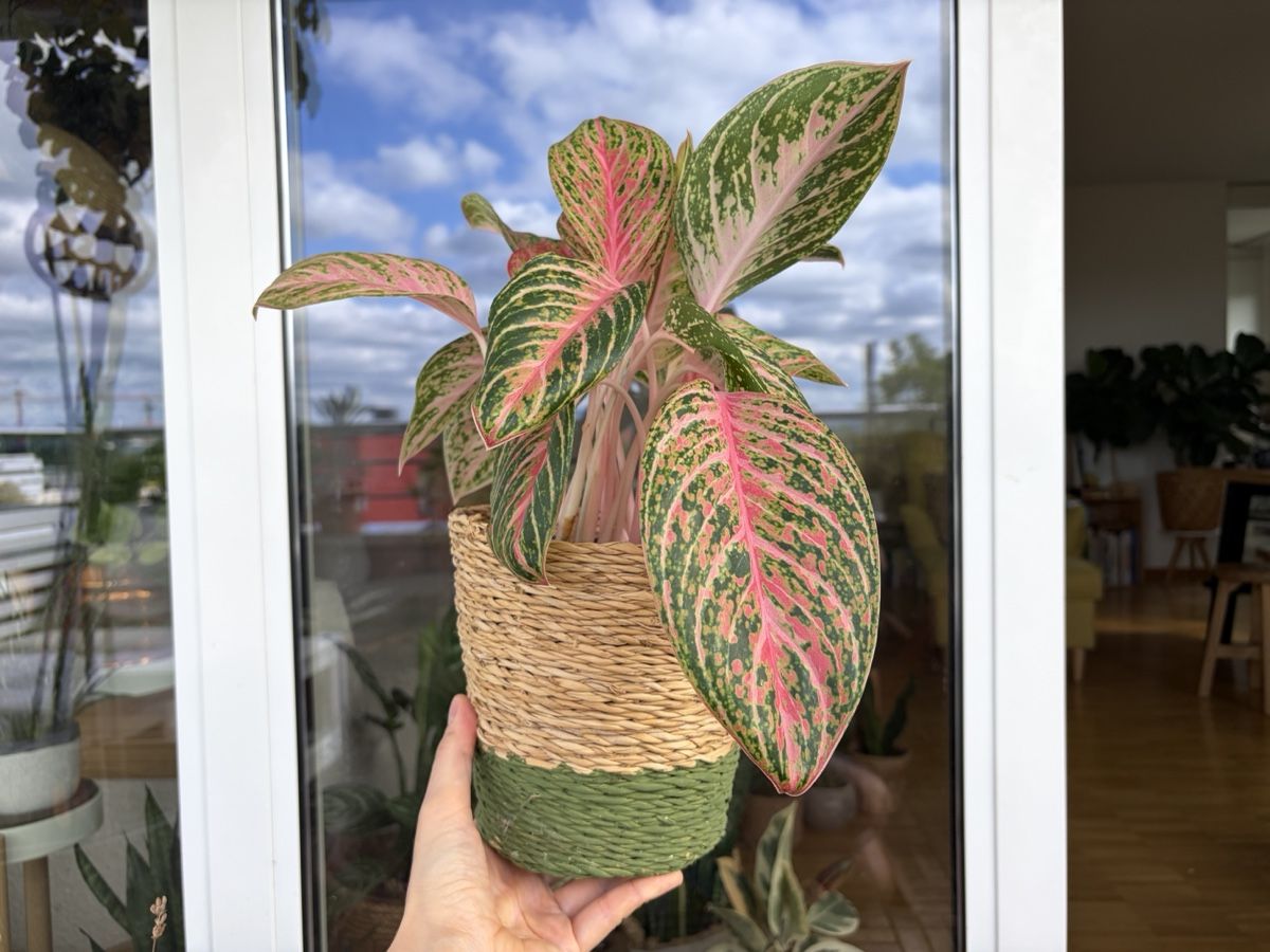 Plantes & graines: Aglaonema Cocomelon mit Topf – D'occasion à Baar par annasorbian