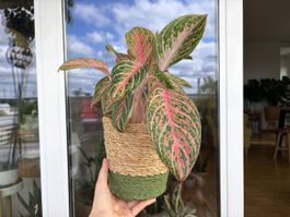 Aglaonema Cocomelon mit Topf