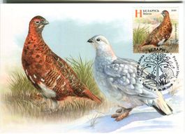 Postkarte "Moorschneehuhn". Weissrussland