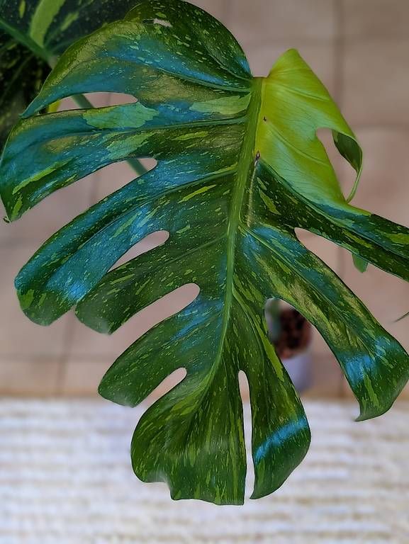 Pflanzen & Samen: Monstera Deliciosa Electrolyte/ Electrolight Variegata – Neu (gemäss Beschreibung) aus Faulensee von plantmama 2