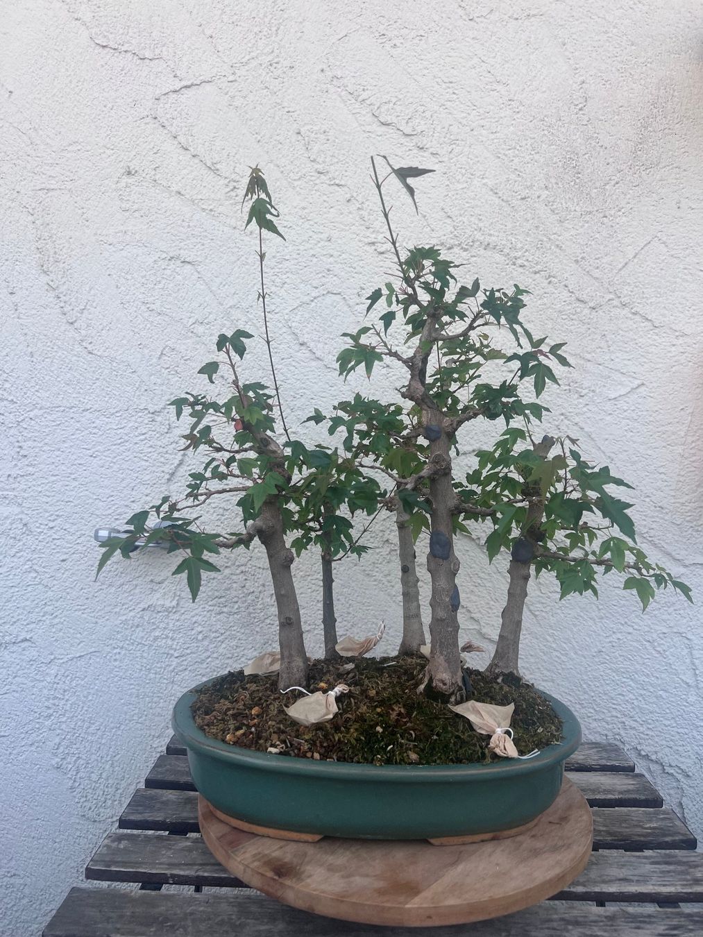 Piante & sementi: Acer Buergerianum / Trident Maple Bonsai Forest – Usato da Genève venduto da dan_tt69 5