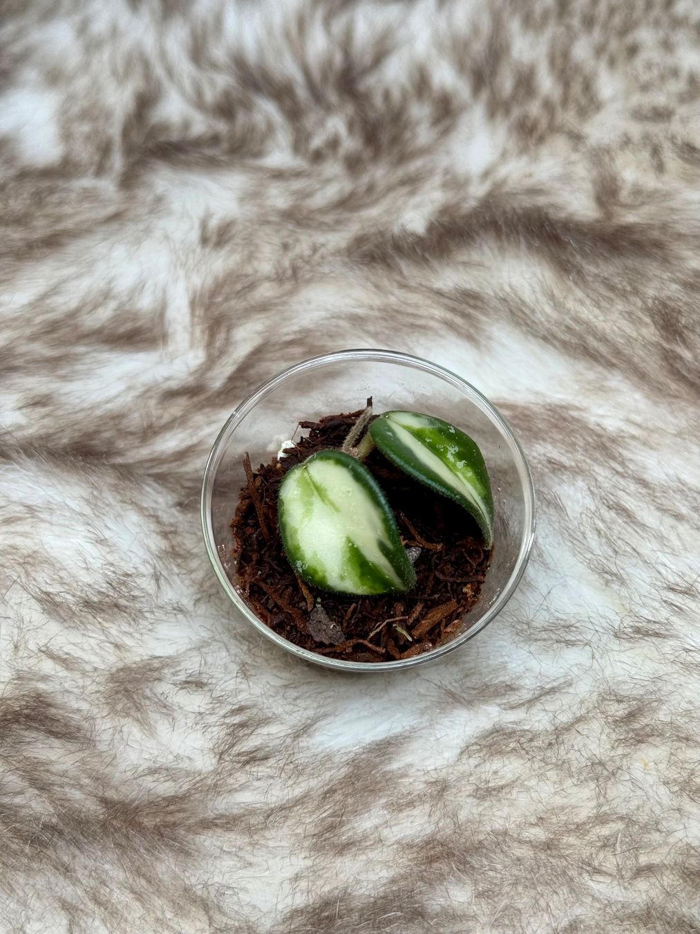 Piante & sementi: Hoya Mathilde variegata 🦄✨ – Nuovo (secondo la descrizione) da Bachenbülach venduto da ilawega