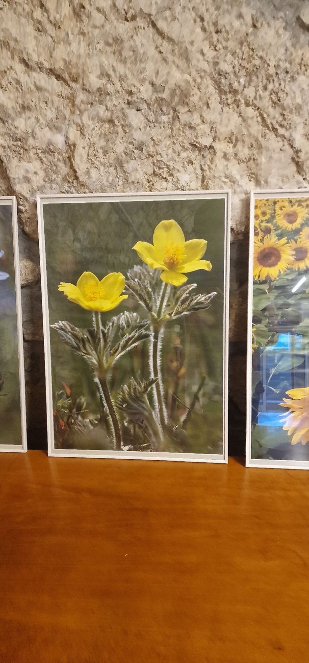 Posters & Illustrations: 3 Bilder mit Blumen Motiv  – D'occasion à Grellingen par syl_t5wm 2