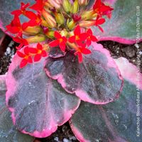 Kalanchoe Blossfeldiana Albo Pink Variegata - für Sammler