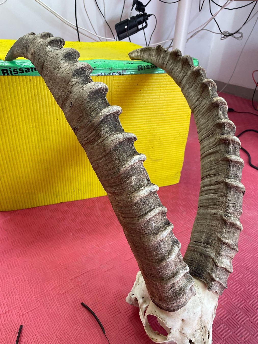 Altre raccolte & rarità: Steinbock Geweih – Usato da Bichelsee venduto da Harrier0 4