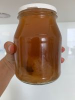 Kombucha-Pilz Starkerkultur