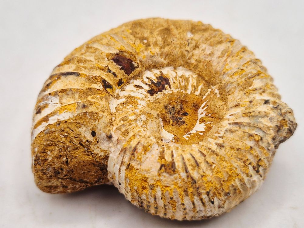 Ammonit aus Marokko – echtes Fossil aus der Urzeit (20) (Neu und ...