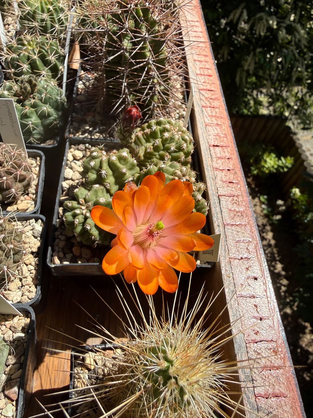 Piante & sementi: Echinocereus triglochidiatus v. inermis – Usato da Rorbas venduto da SimS0n