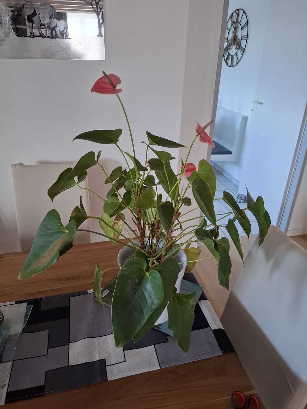 Piante & sementi: Anthurium Topf mit rosa Blueten  – Usato da Oberhelfenschwil venduto da Buffy1980