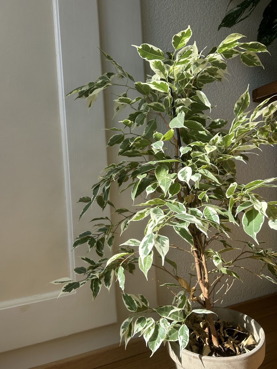 Piante & sementi: Birkenfeigen Ficus Benjamina Twilight – Usato da Zürich venduto da fabuulois 2