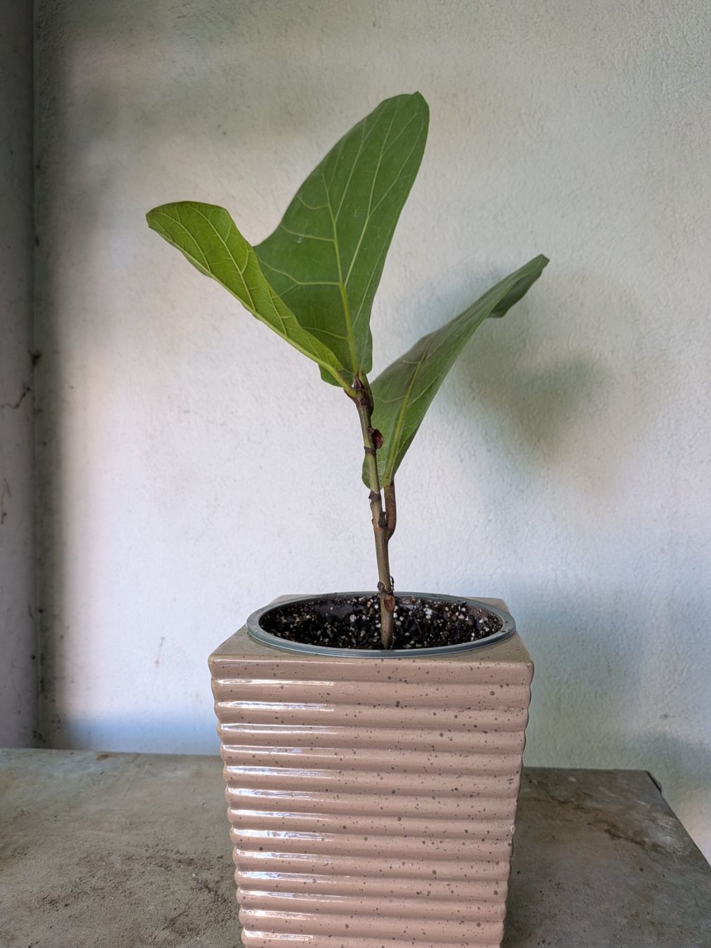Piante & sementi: Ficus Lyrata (geigenfeige) – Usato da Bern venduto da Hydrom 1