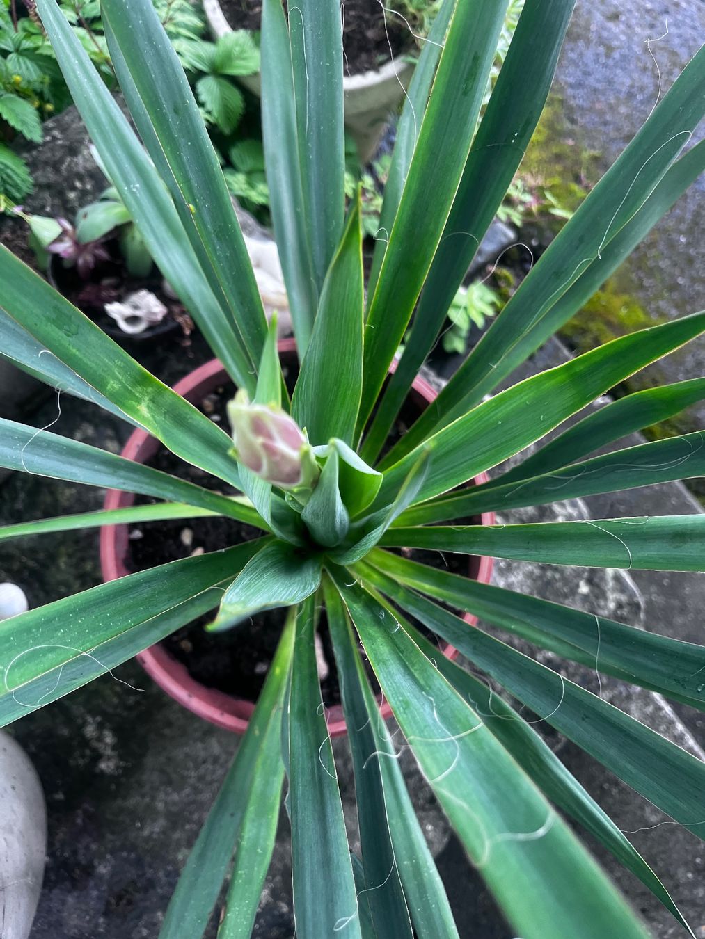 Piante & sementi: YUCCA FILAMENTOSA mit einer Blüte (ca 75 cm) – Usato da Möhlin venduto da mil_h55x 3