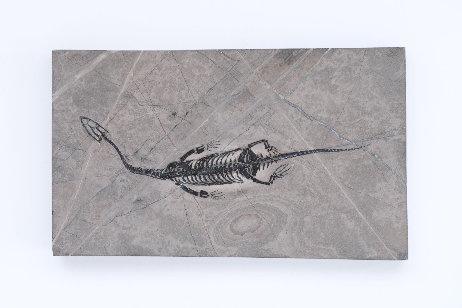 Fossili: 1A -Schwimmsaurier - Keichousaurus hui - Nothosaurus - China – Usato da Heiden venduto da mats10 5