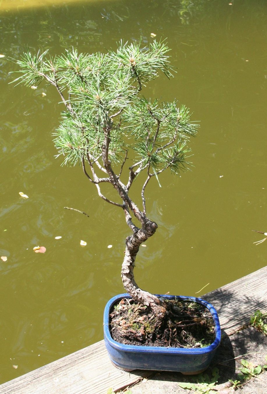 Piante & sementi: BONSAI  -  Bergkiefer – Usato da Gretzenbach venduto da Sikim 2