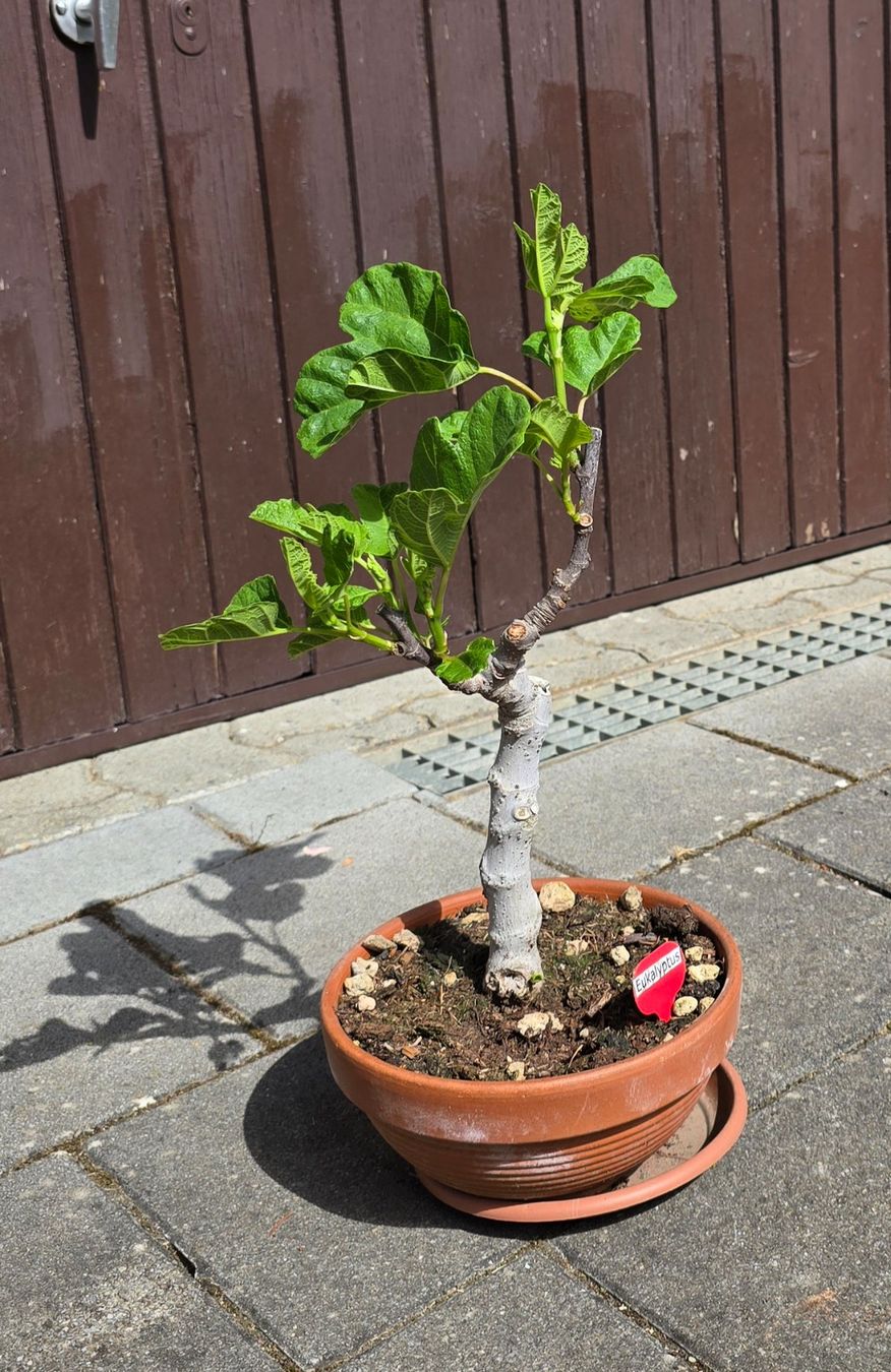 Piante & sementi: Feigen-Bonsai im Terrakottatopf – Usato da Aarburg venduto da popkorn65 1