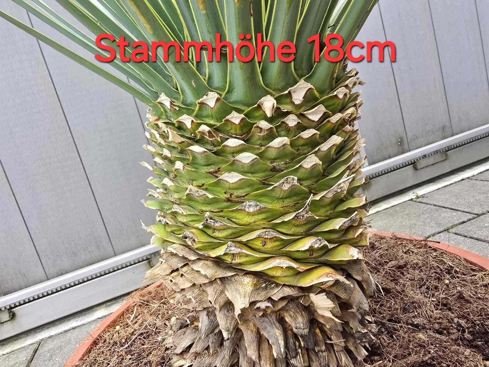 Piante & sementi: Yucca rostrata Palme – Nuovo (secondo la descrizione) da Aarburg venduto da popkorn65 4