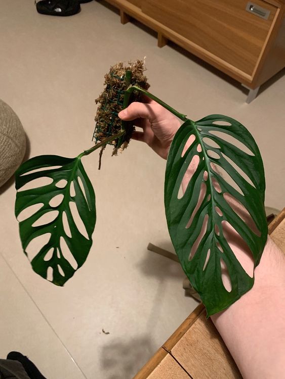 monstera-esqueleto-vs-adansonii-confusion-solved-plants-craze